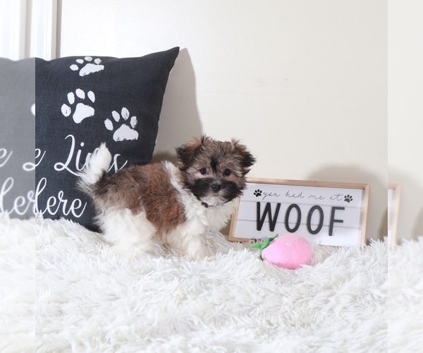 Medium Photo #2 Havanese Puppy For Sale in MOUNT VERNON, OH, USA