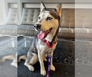 Siberian Husky Dogs for adoption in Boston, MA, USA