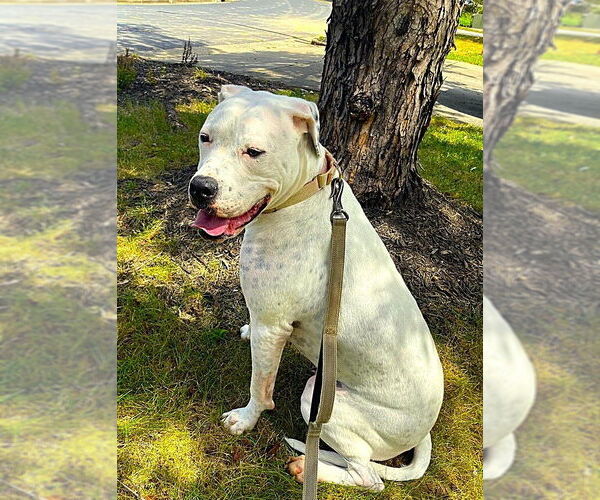 Medium Photo #16 American Bulldog Puppy For Sale in Raleigh, NC, USA