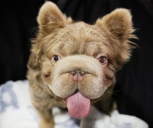Father of the French Bulldog puppies born on 05/04/2025