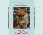 Small Photo #1 Pomeranian Puppy For Sale in AZLE, TX, USA