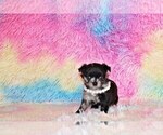 Small Photo #19 Chihuahua Puppy For Sale in CHARLESTON, AR, USA