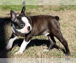 Small Photo #28 Boston Terrier Puppy For Sale in WINNSBORO, TX, USA