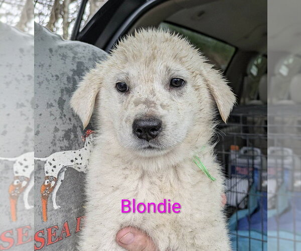 Medium Photo #6 Golden Pyrenees Puppy For Sale in Aurora, IN, USA