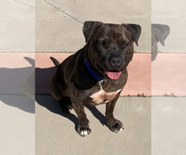 Medium Photo #12 American Staffordshire Terrier-Unknown Mix Puppy For Sale in Lake Forest, CA, USA