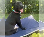 Small #26 Labrador Retriever Mix