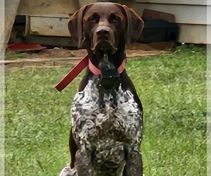 Father of the German Shorthaired Pointer puppies born on 09/16/2023