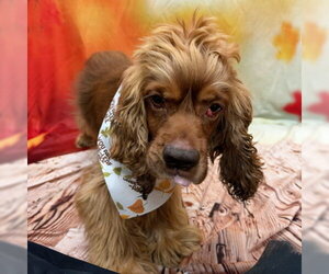 Arlow - Male Cocker Spaniel Dog for Adoption - Photo #3