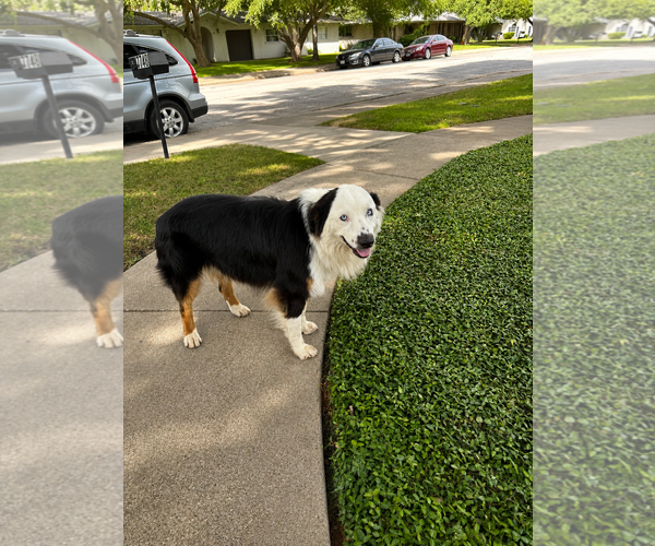 Medium Photo #3 Australian Shepherd Puppy For Sale in Dallas, TX, USA