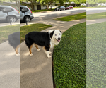 Small #2 Australian Shepherd