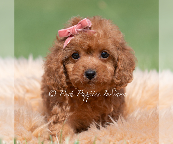 Medium Photo #89 Maltipoo (Miniature) Puppy For Sale in WARSAW, IN, USA