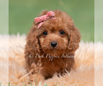 Small Photo #89 Maltipoo (Miniature) Puppy For Sale in WARSAW, IN, USA