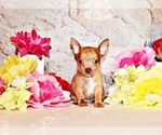 Small Photo #6 Chihuahua Puppy For Sale in CHARLESTON, AR, USA