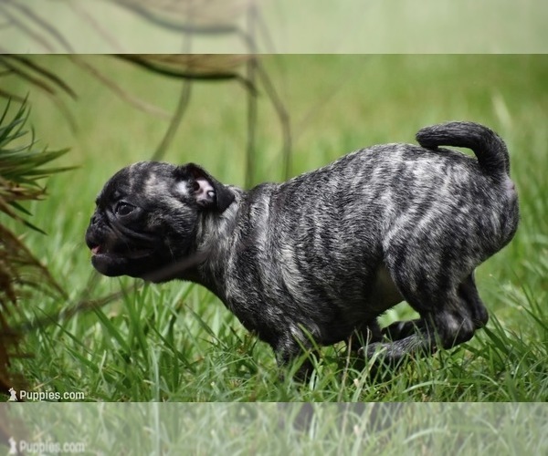 Medium Photo #6 Pug Puppy For Sale in PALM COAST, FL, USA