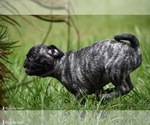 Small #5 Pug