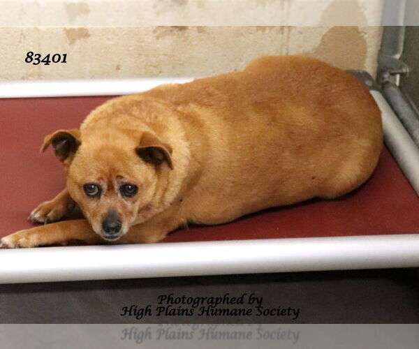 Medium Photo #4 Chihuahua-Unknown Mix Puppy For Sale in Salt Lake City, UT, USA