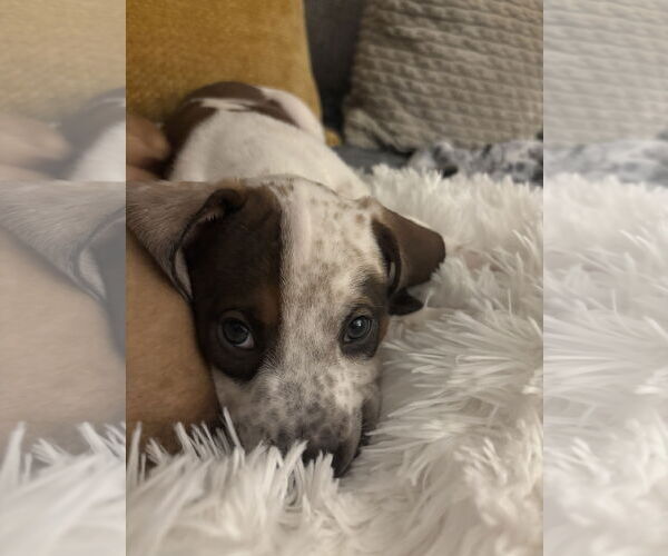 Medium Photo #11 English Coonhound-Labrador Retriever Mix Puppy For Sale in Canal Winchester, OH, USA