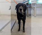 Small Labrador Retriever