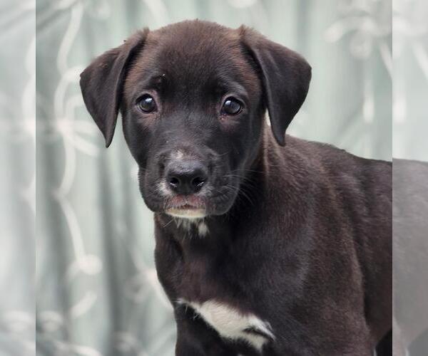 Medium Photo #1 Labrador Retriever-Unknown Mix Puppy For Sale in San Diego, CA, USA