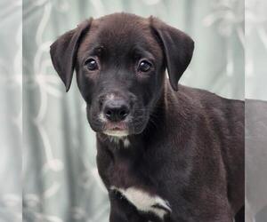 Labrador Retriever-Unknown Mix Dogs for adoption in San Diego, CA, USA