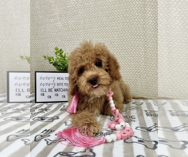 Medium Photo #5 Goldendoodle mix (+ Poodle Miniature) Puppy For Sale in INDIANAPOLIS, IN, USA
