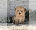 Small #3 Maltipoo