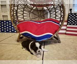 Shih Tzu Puppy for sale in CONROE, TX, USA