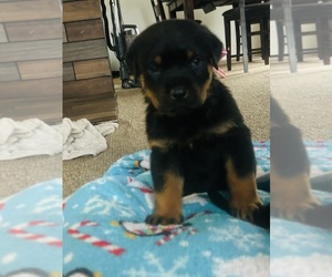 Rottweiler Puppy for sale in WHITE SWAN, WA, USA