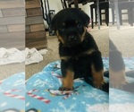 Small Rottweiler