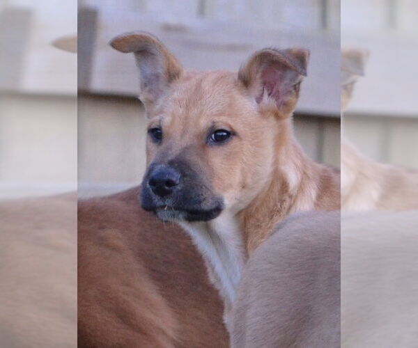 Medium Photo #7 Mutt Puppy For Sale in Jackson, MS, USA