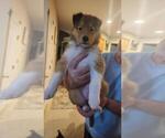 Puppy Aed Collie