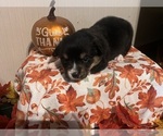 Small #1 Pembroke Welsh Corgi
