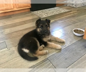 German Shepherd Dog Puppy for sale in CROMWELL, KY, USA