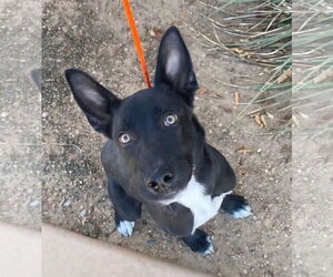 Shollie Dogs for adoption in Peralta, NM, USA
