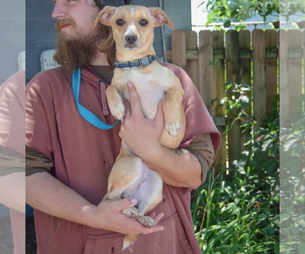 Medium Photo #3 Chiweenie Puppy For Sale in Huntley, IL, USA