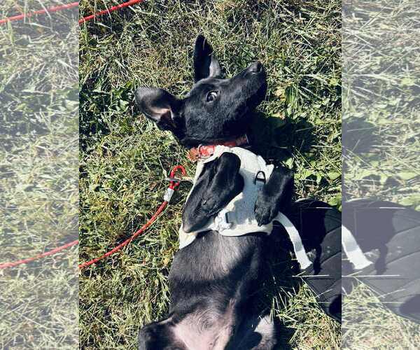 Medium Photo #3 Mutt Puppy For Sale in Plainfield, IL, USA