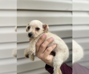 Schnoodle (Miniature) Puppy for sale in SPENCER, TN, USA