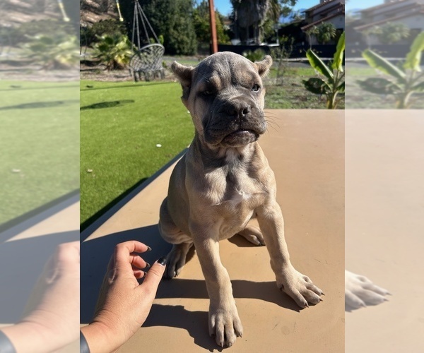 Medium Photo #44 Cane Corso Puppy For Sale in OCEANSIDE, CA, USA