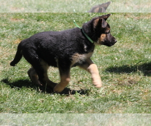 German Shepherd Dog Puppy for sale in OAK GROVE, OR, USA