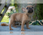 Small Photo #45 French Bulldog Puppy For Sale in BALTIC, OH, USA
