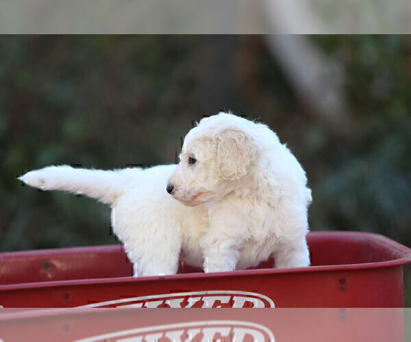 Full screen Photo #5 Pyredoodle Puppy For Sale in EATONTON, GA, USA