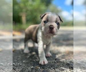 Boston Terrier Puppy for sale in NEW WAVERLY, TX, USA