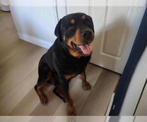 Rottweiler-Unknown Mix Dogs for adoption in Las Vegas, NV, USA