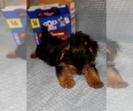 Small Photo #197 Yorkshire Terrier Puppy For Sale in AKRON, OH, USA