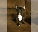 Small Photo #6 French Bulldog Puppy For Sale in MEADVILLE, PA, USA