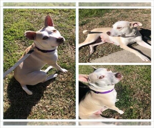Medium Photo #1 American Staffordshire Terrier-Unknown Mix Puppy For Sale in San Antonio, TX, USA