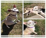 Small American Staffordshire Terrier Mix