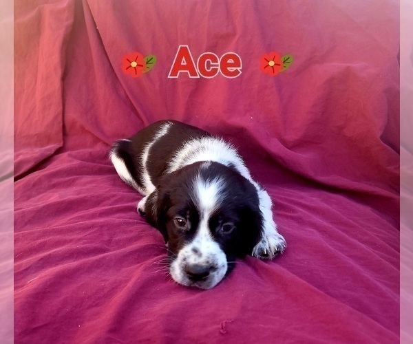 Medium Photo #1 English Springer Spaniel Puppy For Sale in LAS VEGAS, NV, USA