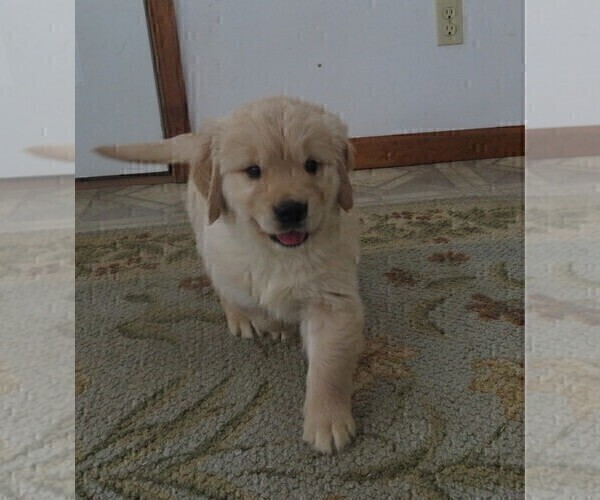 Medium Photo #6 Golden Retriever Puppy For Sale in MECHANICSVILLE, MD, USA