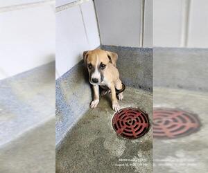 Boxer-Unknown Mix Dogs for adoption in San Antonio, TX, USA